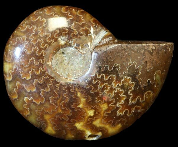 Cleoniceras Ammonite Fossil - Madagascar #44486
